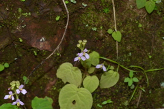Sonerila wallichii